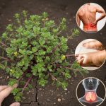 10 Benefits and uses of purslane