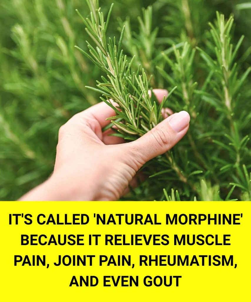 The Benefits of Rosemary for Older Adults: Nature’s Help for Healthy Aging