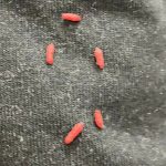 I found strange little reddish balls on an old sweater and almost threw up when I realized what it was.