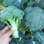 Doctors reveal that eating broccoli causes …