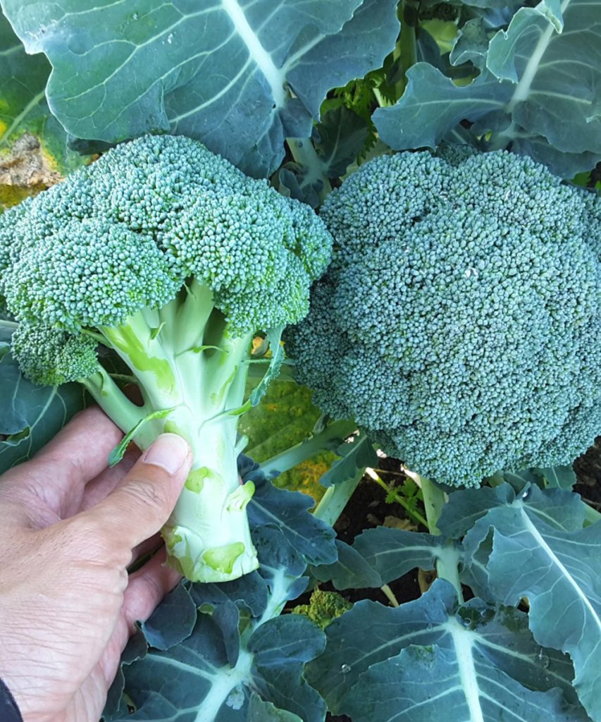 Doctors reveal that eating broccoli causes …