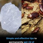 Simple way to get rid of cockroaches: Use only one ingredient readily available in your home.