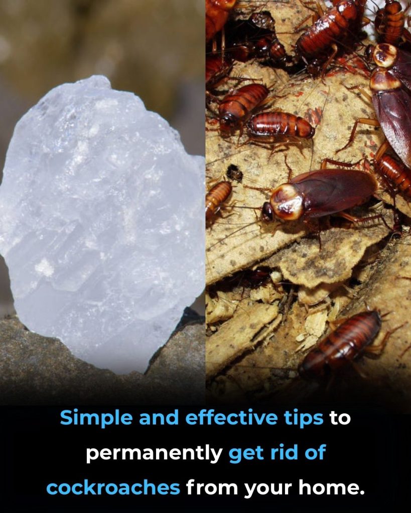 Simple way to get rid of cockroaches: Use only one ingredient readily available in your home.