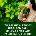 Did you know that parsley tea is ideal for weight loss and cleansing your kidneys?