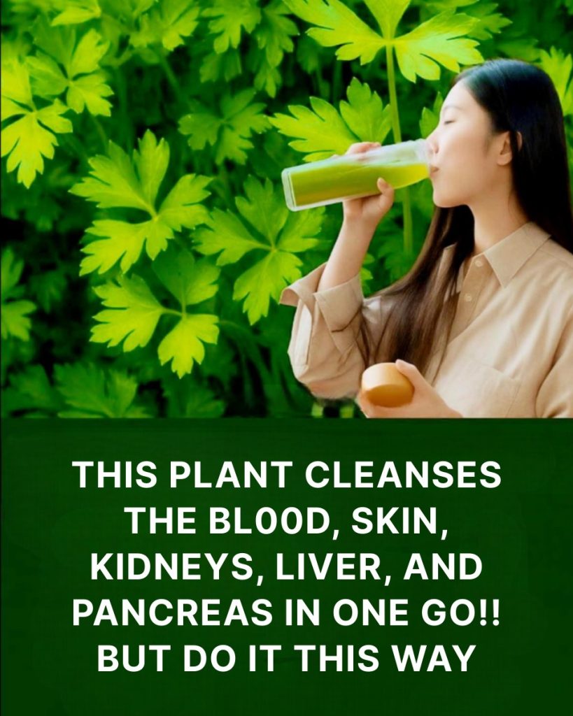 Did you know that parsley tea is ideal for weight loss and cleansing your kidneys?