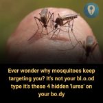 Why do mosquitoes always bite you? It’s not because of your blood type but because of these 4 “bait” on your body