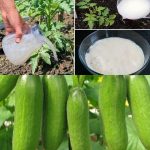 Garlic, tomatoes and cucumbers will grow rapidly. The most powerful fertilizer.
