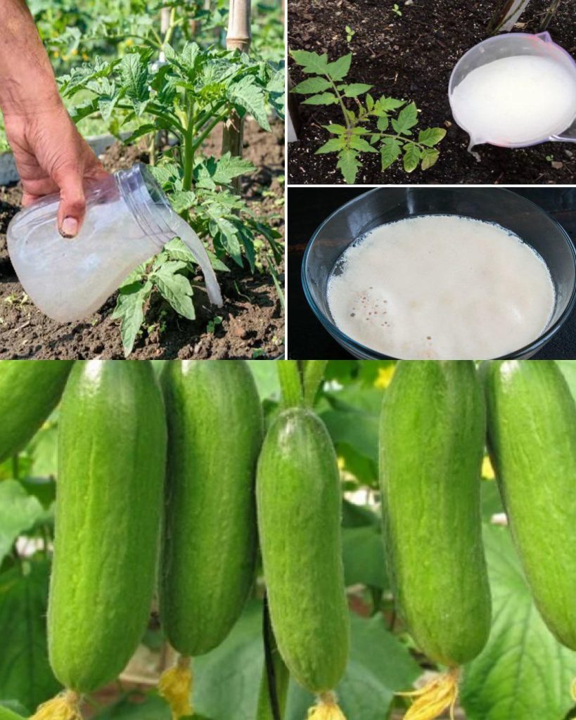 Garlic, tomatoes and cucumbers will grow rapidly. The most powerful fertilizer.
