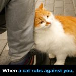 When a cat rubs against you, this is what it means
