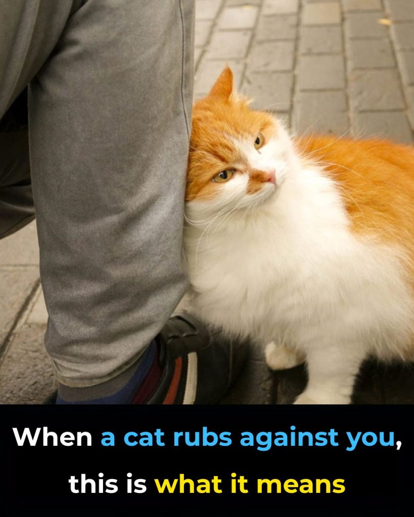 When a cat rubs against you, this is what it means
