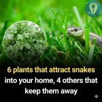 Plants That May Attract Snakes to Your Home: What You Should Know