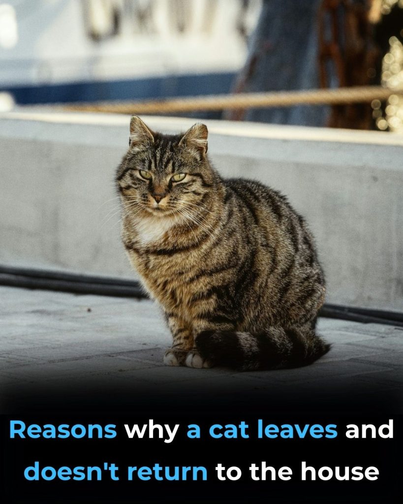 Why Cats Leave Home and Don’t Return