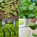 11 remarkable truths about purslane – the wonder plant we’ve been overlooking for far too long