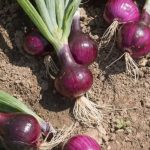 Doctors Reveal That Eating Onions at Night Affects Sleep in Surprising Ways