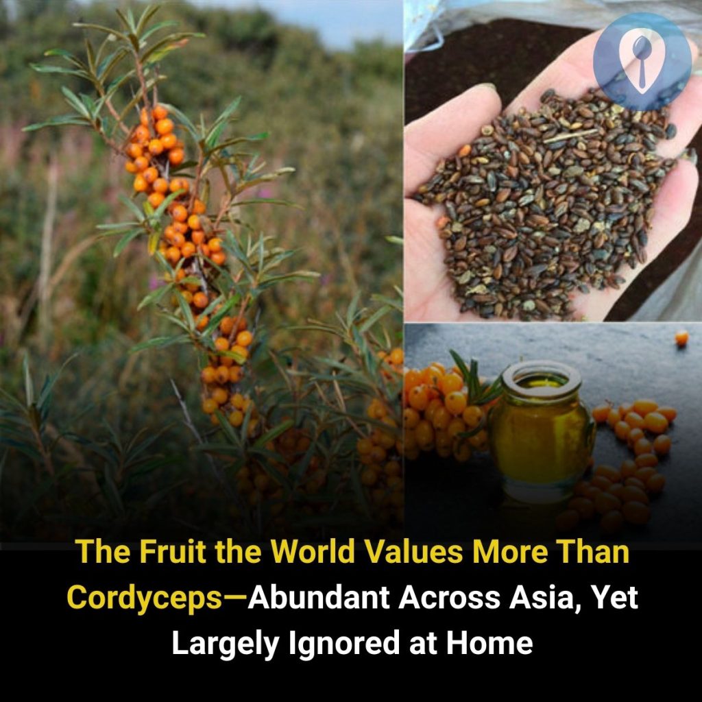 The Fruit the World Values More Than Cordyceps—Abundant Across Asia, Yet Largely Ignored at Home