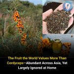The Fruit the World Values More Than Cordyceps—Abundant Across Asia, Yet Largely Ignored at Home