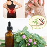 10 Health Benefits of Mimosa pudica and How to Use It Naturally