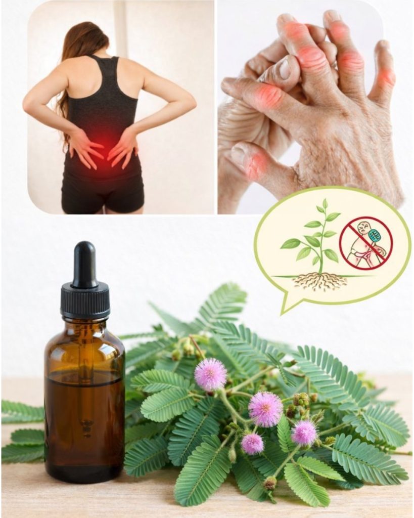 10 Health Benefits of Mimosa pudica and How to Use It Naturally