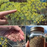 Dill Seeds: A Forgotten Treasure for Digestion, Hormones, and Restful Sleep