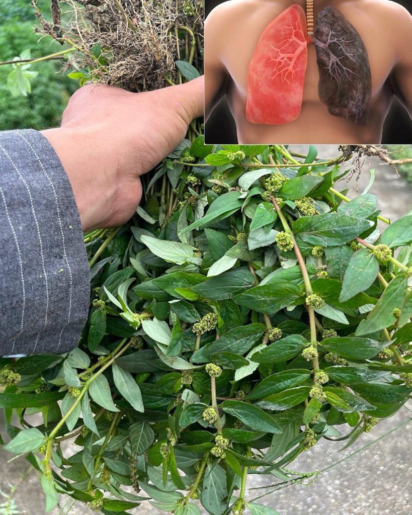 Never step on this weed; it’s considered a ‘gold mine’ in the garden …𝗦𝗲𝗲 𝗺𝗼𝗿𝗲