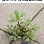 Stop removing this from your garden. It isn’t a weed. Here’s why