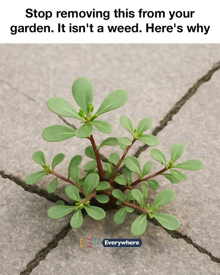 Stop removing this from your garden. It isn’t a weed. Here’s why