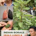 🌿 Leaf of Life – The Medicinal Plant Growing in Your Garden