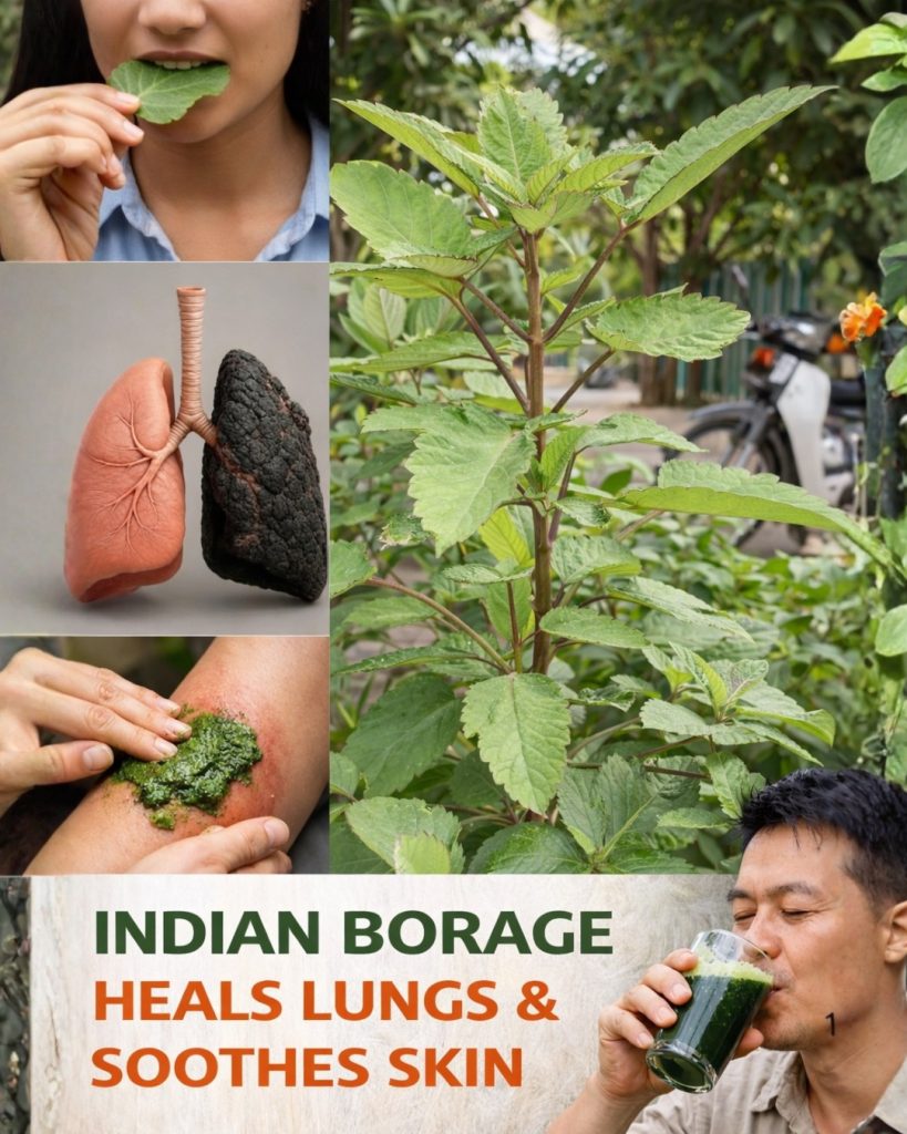 🌿 Leaf of Life – The Medicinal Plant Growing in Your Garden