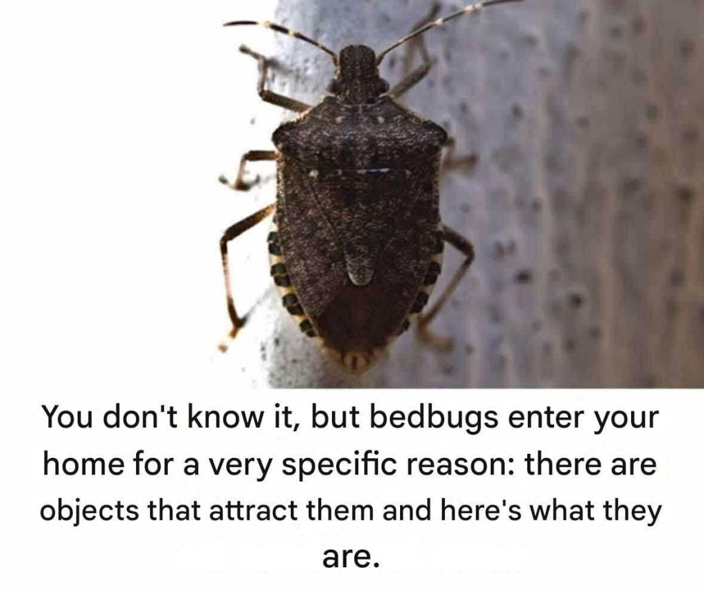 Bedbugs: What They Are, Why They’re a Problem, and How to Deal With Them