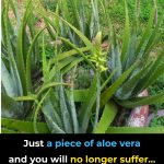 You will be surprised at its effects