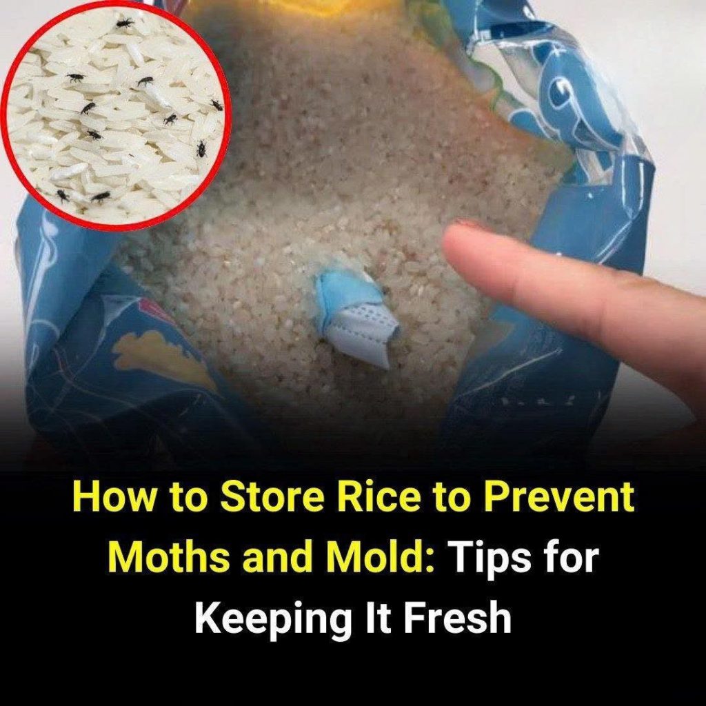 How to store rice to prevent weevils and mold