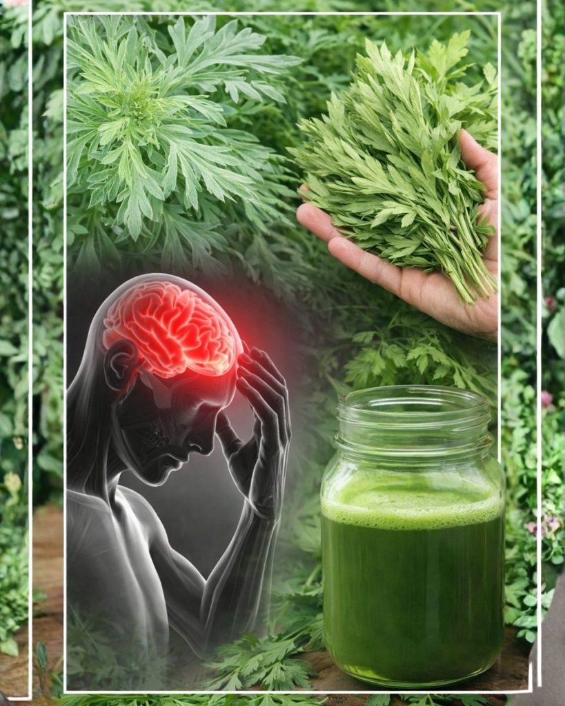 🌙 Discover the Calming Secret of Artemisia: A Natural Path to Restful Sleep