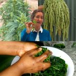 🌿 Discover Amaranth: The Ancient Superplant Your Body Will Thank You For