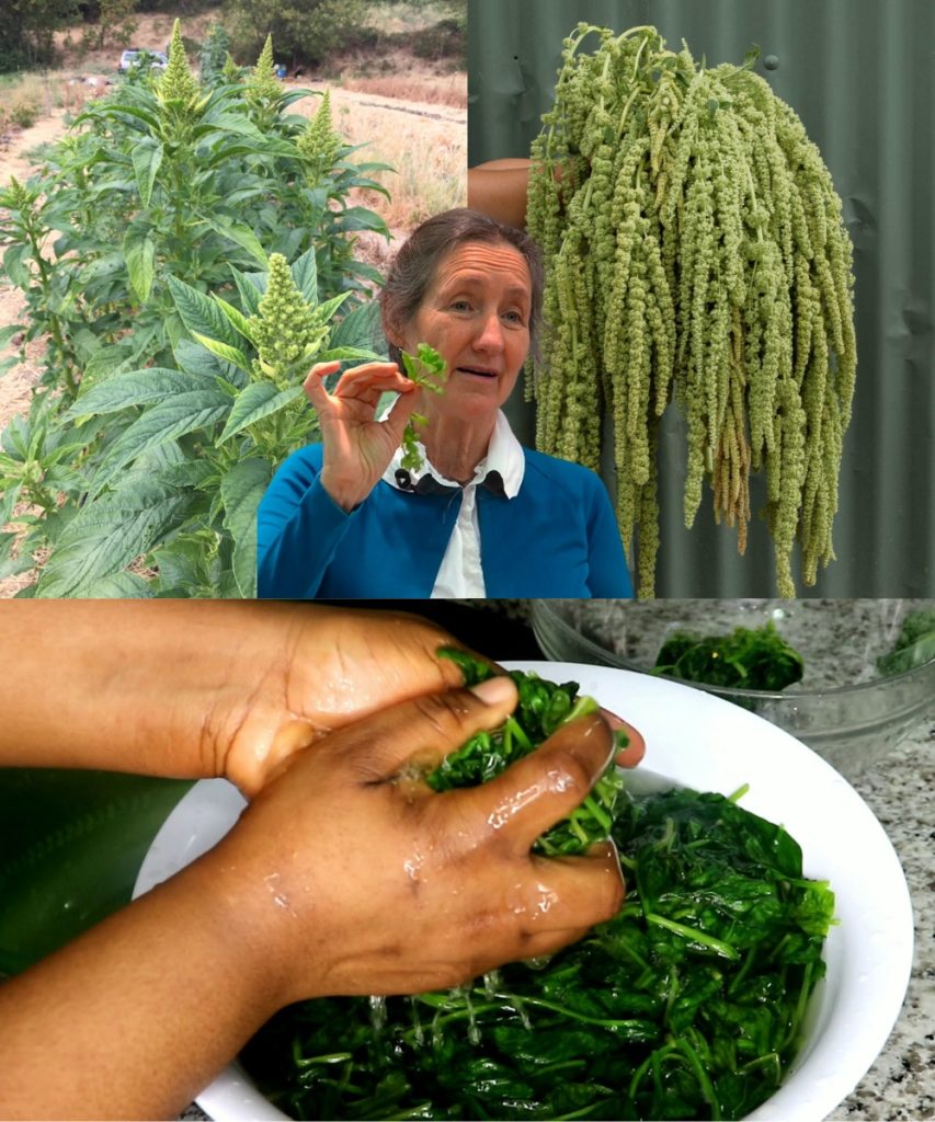 🌿 Discover Amaranth: The Ancient Superplant Your Body Will Thank You For