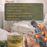 The Most Powerful Herb: Thyme’s Health Benefits and Simple Recipes to Try