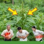 Spiny Amaranth (Amaranthus spinosus): Benefits, Risks, and Safe Uses