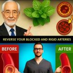 Mexican Mint is more than just greenery—it’s a game-changer for your health, home, and lifestyle.