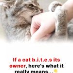The unspoken cry: why your cat bites you — the hidden psychology of pain, overload, and betrayal