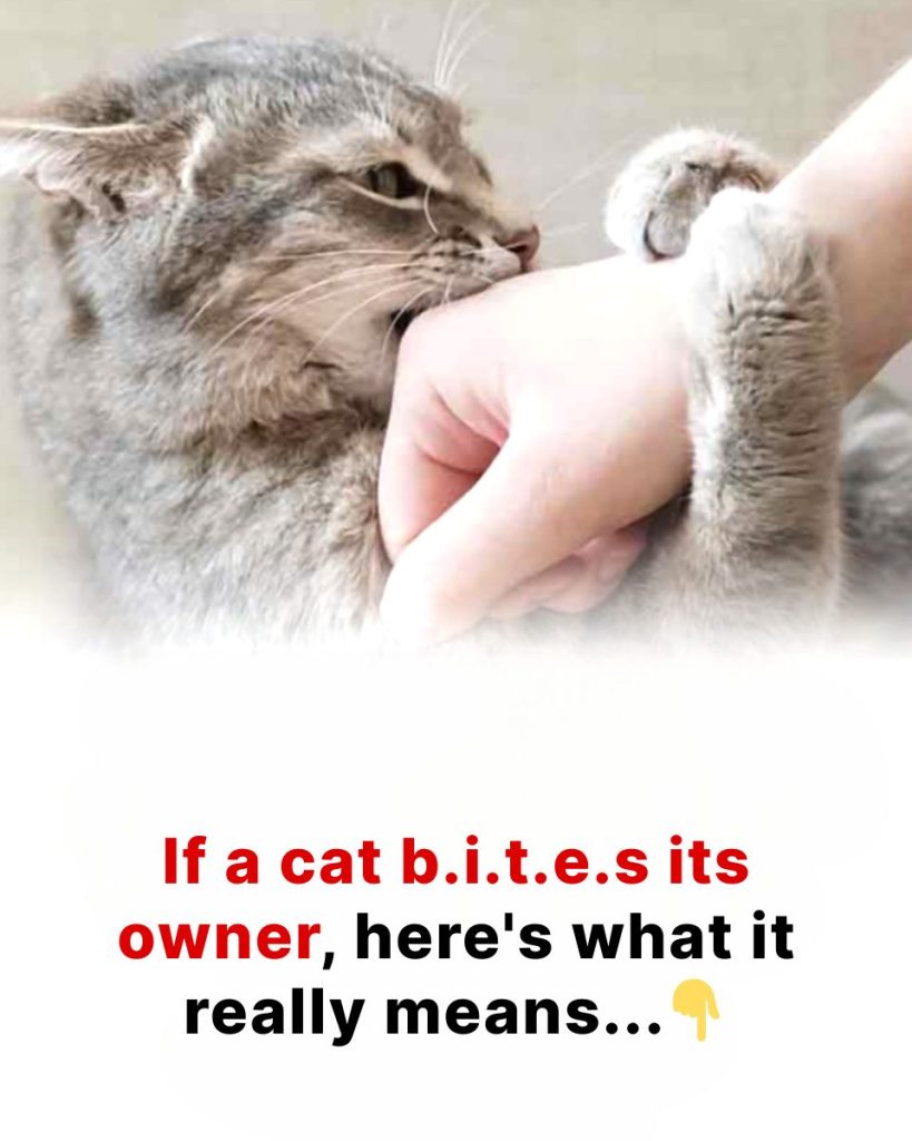 The unspoken cry: why your cat bites you — the hidden psychology of pain, overload, and betrayal