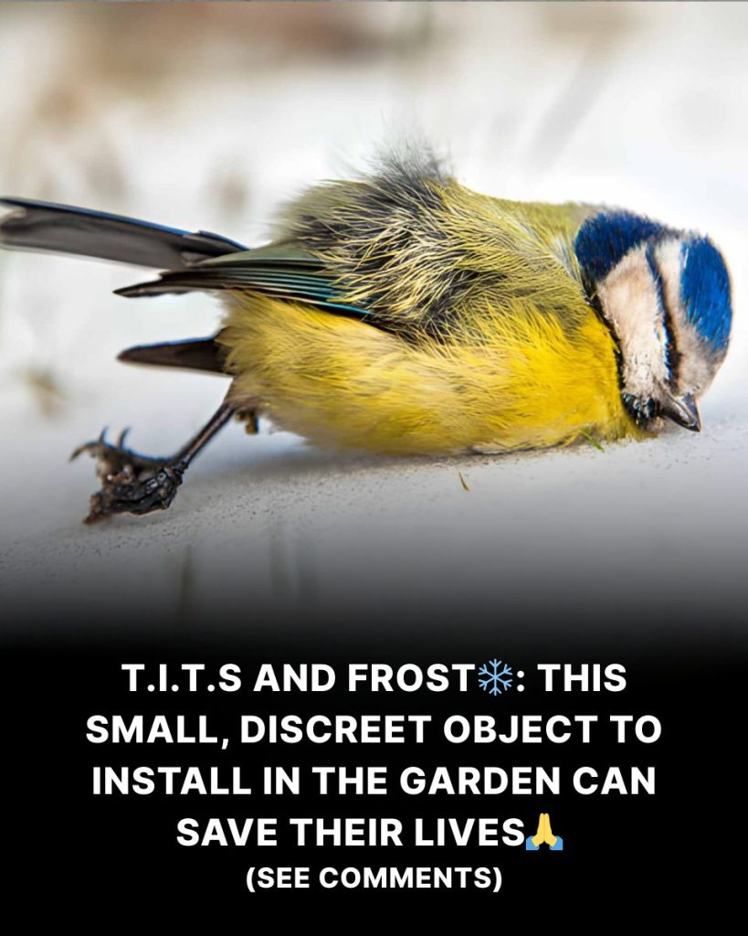 T.i.t.s and frost: this small, discreet object to place in the garden can save their lives