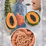 🌱 Papaya Seeds: The Overlooked Digestive Treasure Hidden in Plain Sight