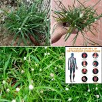 Kyllinga brevifolia (Rottb): Benefits and How to Use It