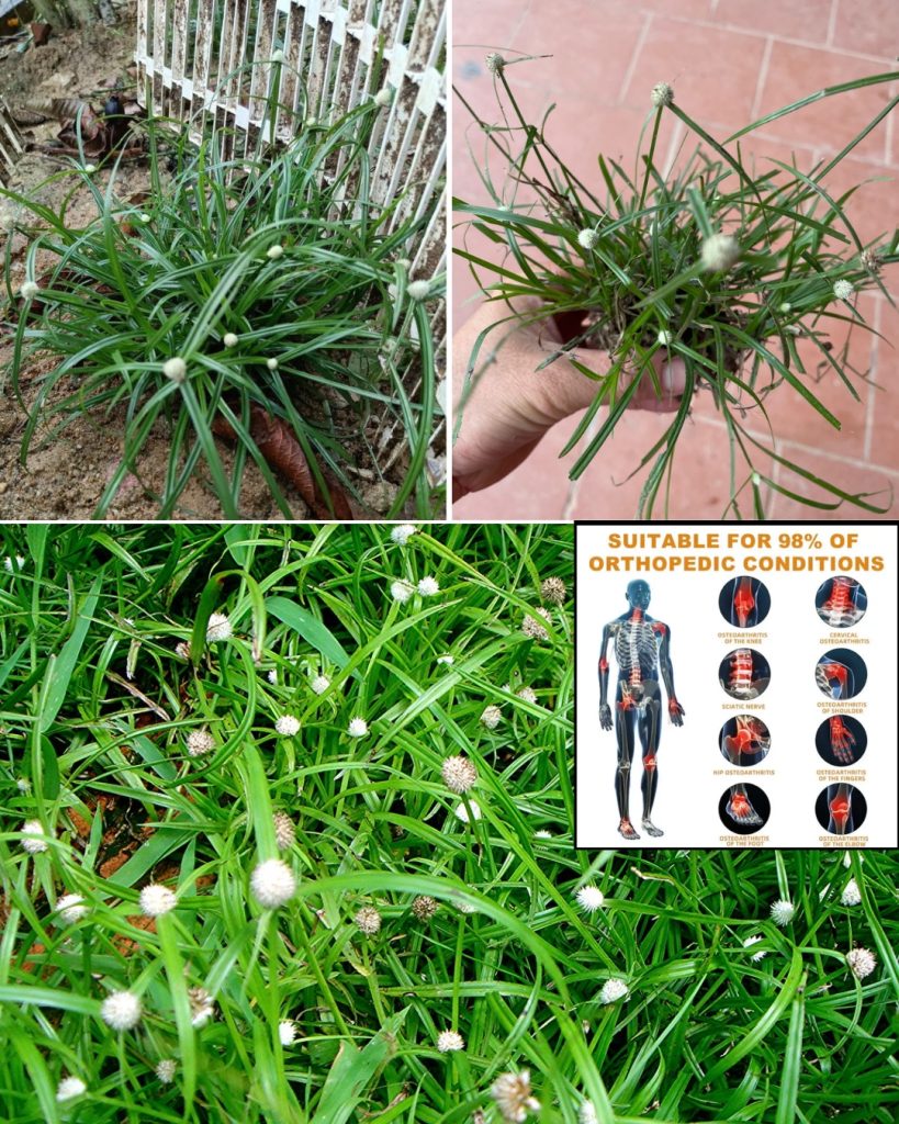 Kyllinga brevifolia (Rottb): Benefits and How to Use It