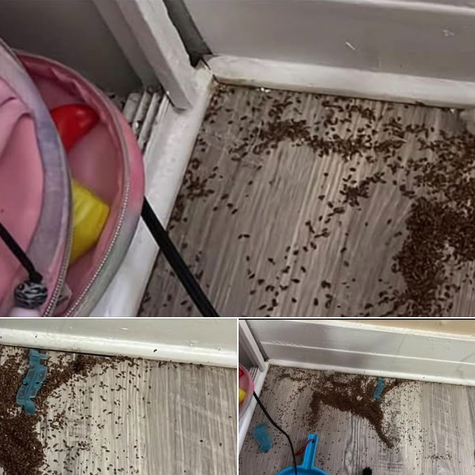 Mother asks internet for help after finding mysterious piles of ‘brown bits’ in daughter’s bedroom