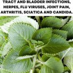 Oregano: Nature’s Small but Mighty Healer