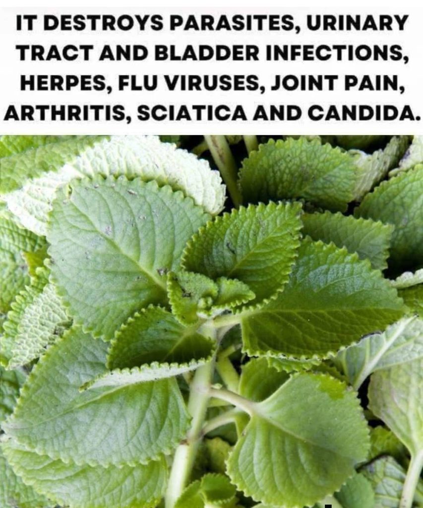 Oregano: Nature’s Small but Mighty Healer