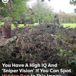 Can you spot the hidden dog? Only those with ‘sniper vision’ can find it
