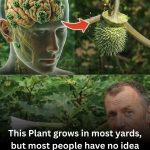 The Lethal Whisper of Datura Stramonium: A Complete Safety Guide to a Beautiful but Dangerous Plant