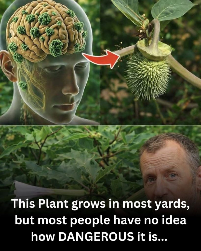 The Lethal Whisper of Datura Stramonium: A Complete Safety Guide to a Beautiful but Dangerous Plant