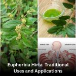 Euphorbia Hirta (Asthma-plant): Traditional Uses and Applications
